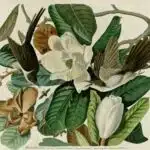 Southern Magnolia, Magnolia grandiflora with Black-Billed Cuckoo. Birds of America [double elephant folio edition], Audubon, J.J., (1826-1838) [J.J. Audubon]