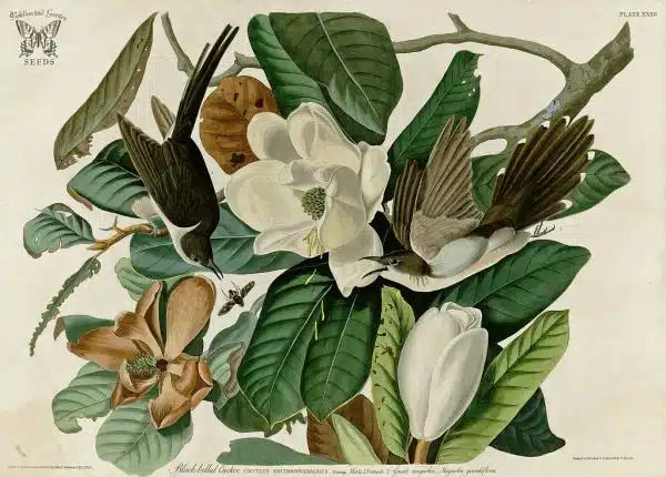 Southern Magnolia, Magnolia grandiflora with Black-Billed Cuckoo. Birds of America [double elephant folio edition], Audubon, J.J., (1826-1838) [J.J. Audubon]