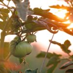 9v EhDXSnNjq scaled 1 5 Tips For Growing Tomatoes In Pots 9