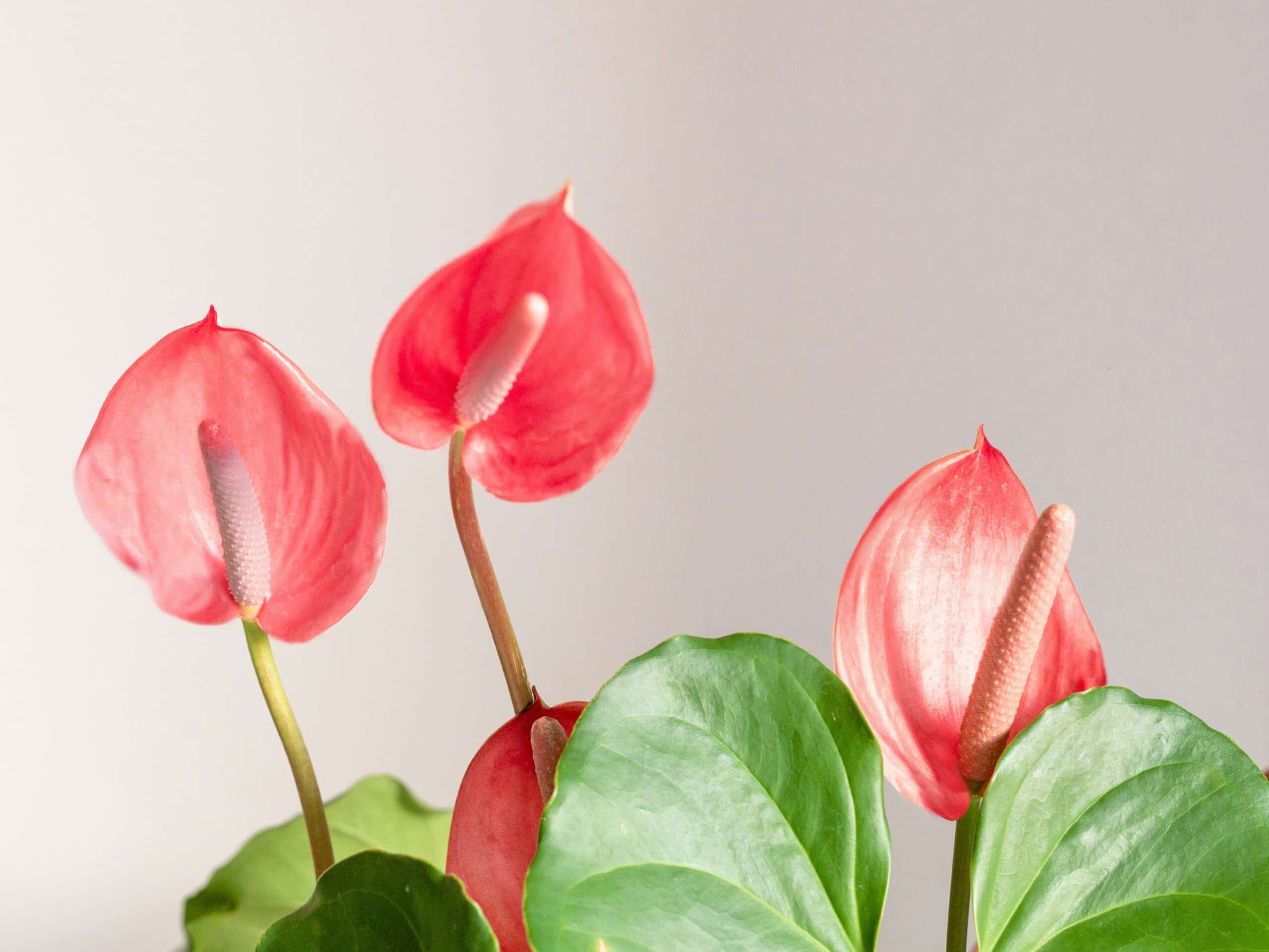 ALa1iZ3Euljq scaled 1 How To Grow & Care For Anthurium Plant 1