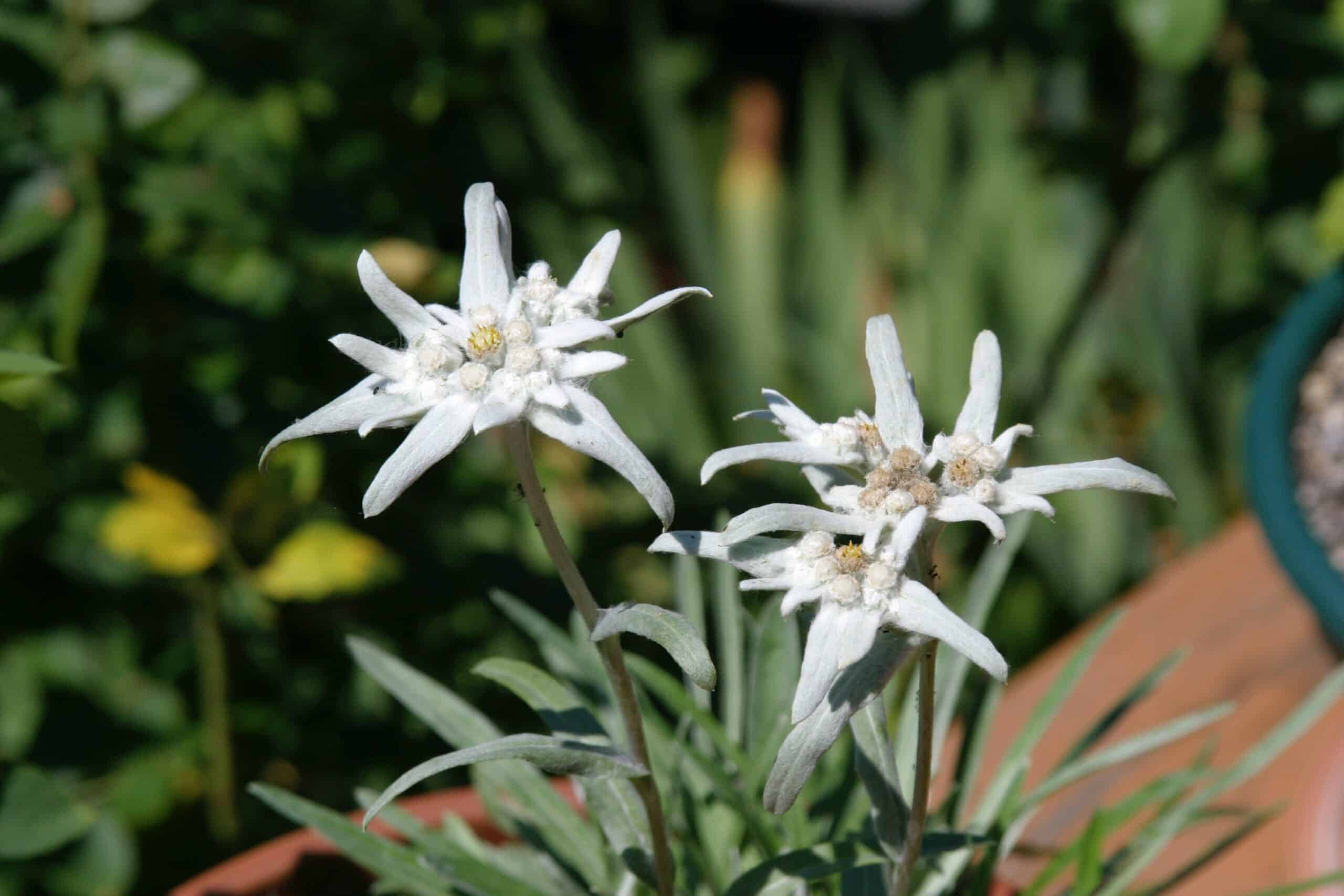 AaRkykeepyjq scaled 1 How To Grow And Care For Edelweiss Flower 1