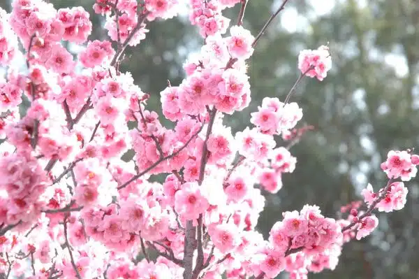 Light filled sweet cheery cherry tree blossoms, San Mateo, California, USA