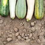 Agncp CfYjq scaled 1 5 Tips For Growing Great Zucchini Plants 42