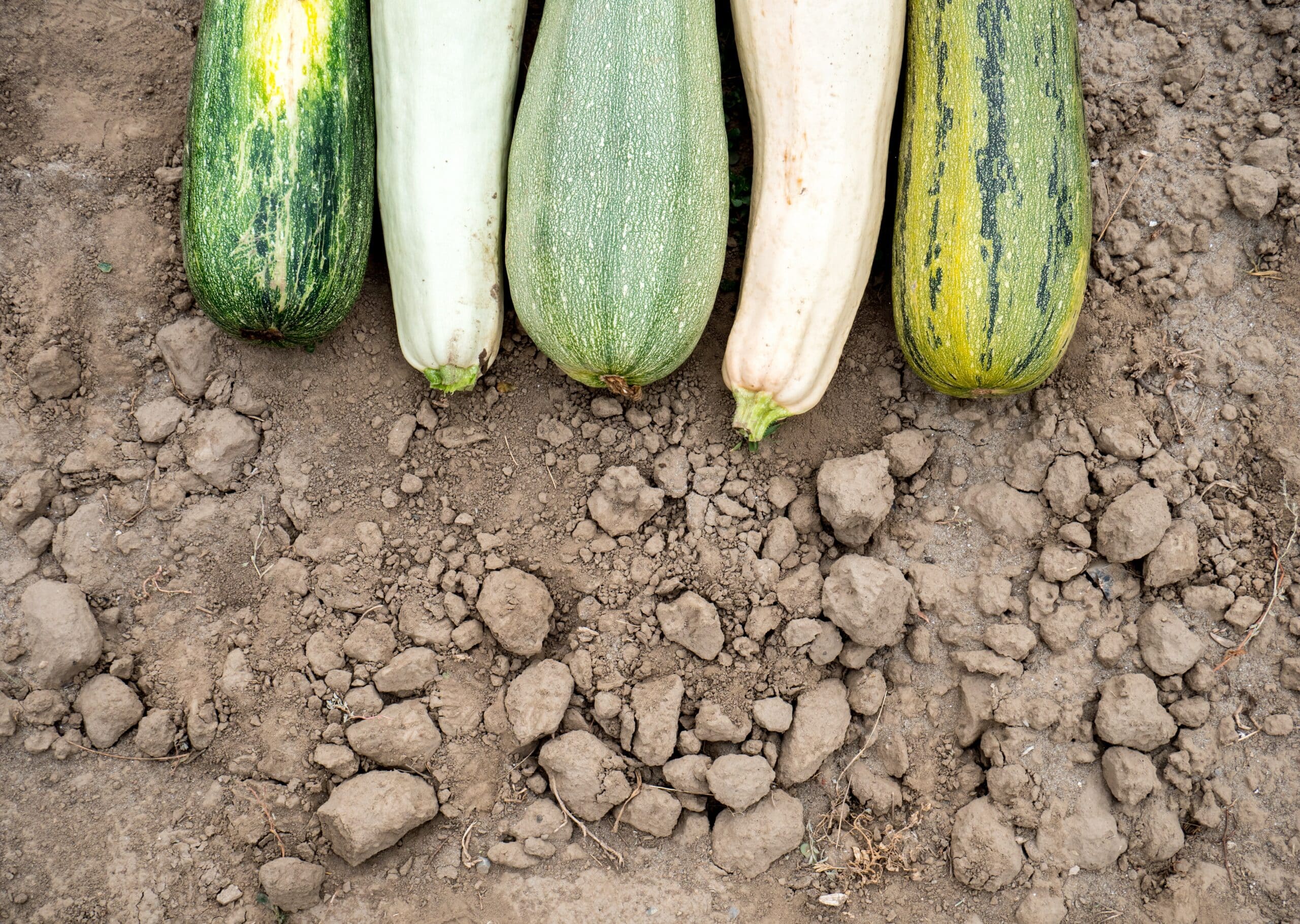 Agncp CfYjq scaled 1 5 Tips For Growing Great Zucchini Plants 1