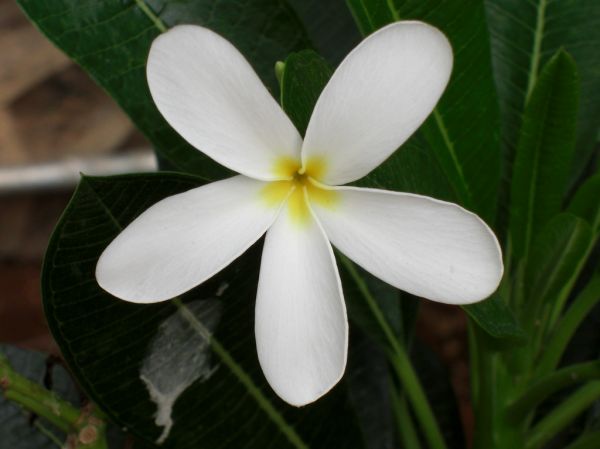 Beautiful White Flower (Frangipani) in our Building