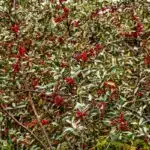 Silver buffaloberry or bull berry, Wanuskewin Historic Park