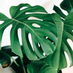 Dnvxe4AnZqjq scaled 1 How To Grow And Care For Monstera Pinnatipartita 21