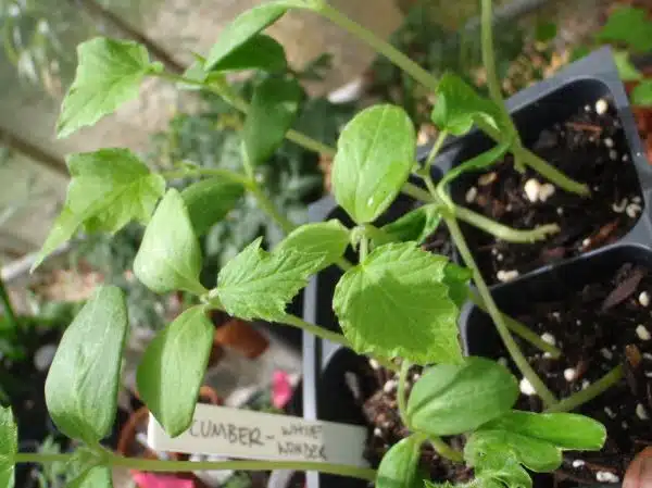 White Wonder Cucumber