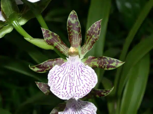 File:A and B Larsen orchids - Zygopetalum Mackai DSCN2174.JPG