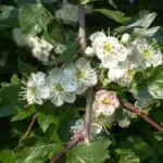 Hawthorn in Spring