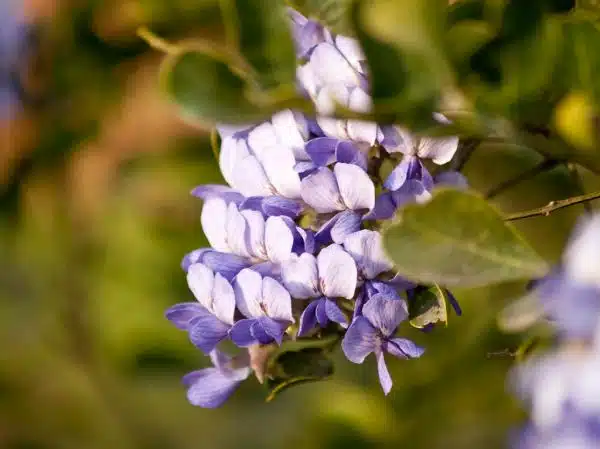 Texas Mountain Laurel