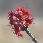 Acer rubrum 'Franksred', Red Sunset Red Maple 2008-028-A
