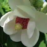 Ash Magnolia