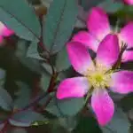 Redleaf Rose (Rosa glauca or Rosa rubrifolia)