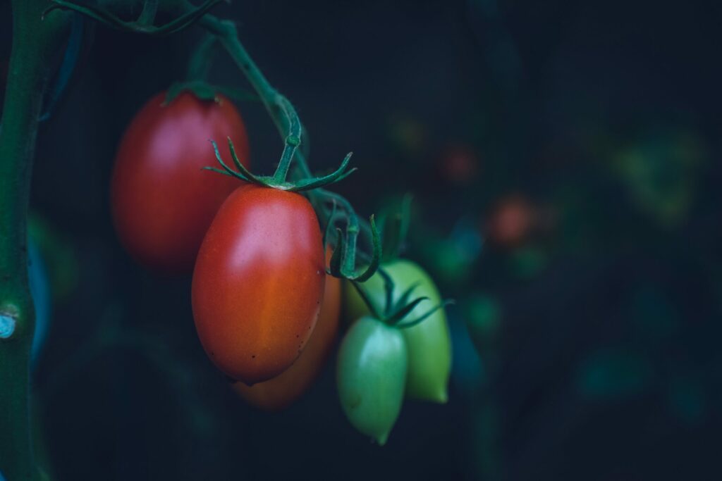 How To Grow And Care For A San Marzano Tomato Plant » GreenLife