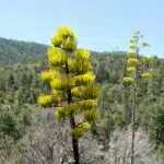 Century Plants blooming on Mount Ord in the Mazatzal Mountains