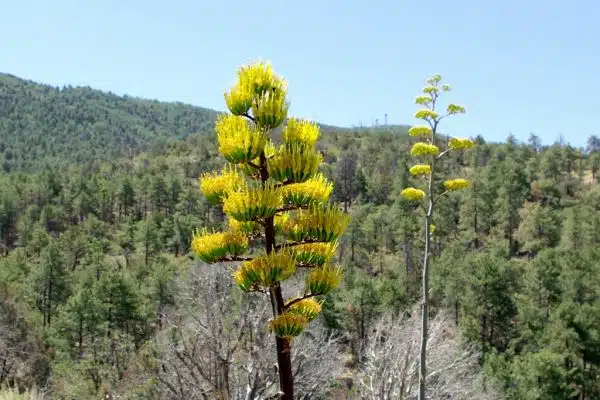 Century Plants blooming on Mount Ord in the Mazatzal Mountains