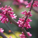 Forest Pansy Redbud Tree ready to bloom