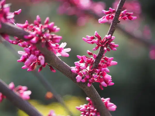 Forest Pansy Redbud Tree ready to bloom
