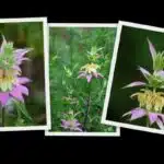 Dotted Horsemint Wildflower (Spotted Bee-Balm)