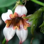 Strophanthus preussii [Corkscrew Flower, Poison Arrow Vine, Spider Tresses, Tassel Vine] Apocynaceae
