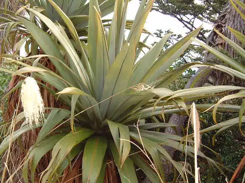 Cordyline indivisa on Mt. Ruapehu, June 2002