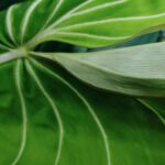 LBkQmioD0ejq scaled 1 How To Grow And Care For Philodendron Gloriosum 7