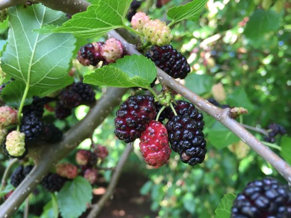 File:2017-05-29 14 12 27 Red Mulberry fruit along Kinross Circle in the Chantilly Highland section of Oak Hill, Fairfax County, Virginia.jpg