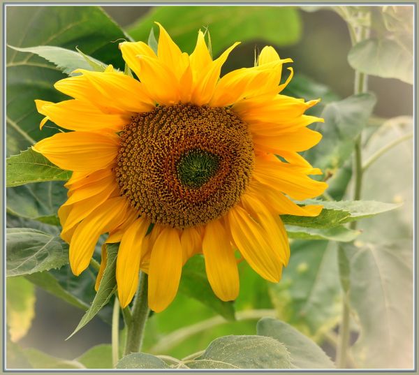 Grow Giant Sunflowers » GreenLife