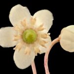 Chimaphila maculata, spotted wintergreen, Howard County, MD, Helen Lowe Metzman_2017-06-20-13.46