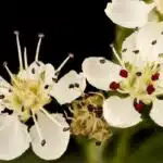 Aronia melanocarpa, Black Chokeberry 2, Howard County, Md., _2018-05-17-14.16