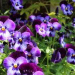 N2jRC8px6ljq scaled 1 How To Grow And Care For Pansies 61