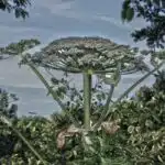 Angelica sylvestris/Serie Plants