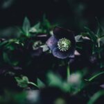 N 7WvuAYzHjq scaled 1 How To Grow And Care For Hellebore 38
