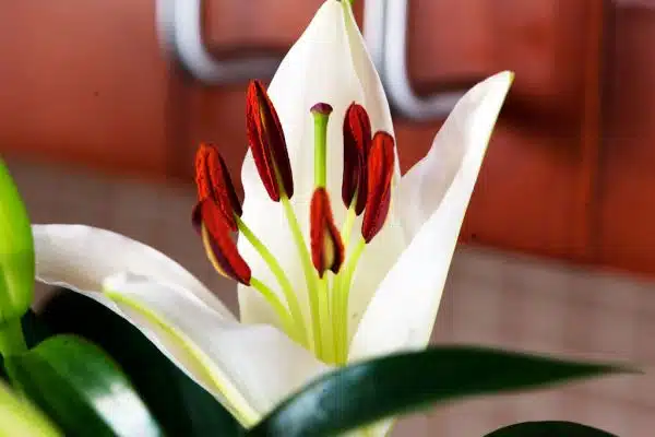 Oriental lily - Casa blanca