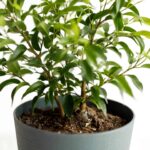 O0aNi0AYGKjq scaled 1 Weeping Fig (Ficus Benjamina): Plant Care & Growing 7