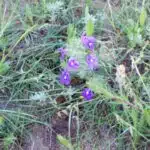 File:Blue Sage, aka Texas Sage (Salvia Texana) (4553958082).jpg