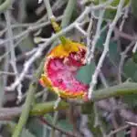 Woolly Caper Bush (Capparis tomentosa) edible (!) fruit
