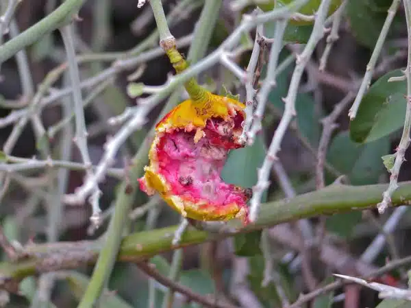 Woolly Caper Bush (Capparis tomentosa) edible (!) fruit