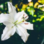 PL66t3oflKjq scaled 1 14 Recommended Lily Varieties For Your Garden 9