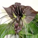 Fledermausblume / Batflower