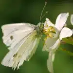 Cabbage butterfly drinking Mexican orange blossom nectar