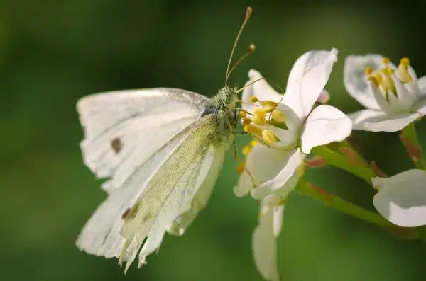 Cabbage butterfly drinking Mexican orange blossom nectar