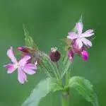 Red campion (Silene dioica) - Cullompton Leat Fields, Devon - May 2018