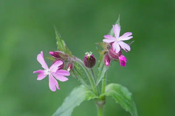 Red campion (Silene dioica) - Cullompton Leat Fields, Devon - May 2018