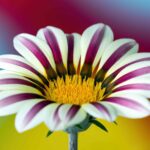 ShLGigic9xjq scaled 1 How To Grow And Care For African Daisy 5