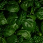 SmcPvvPJ9Rjq scaled 1 5 Tips For Growing Basil In Pots 22