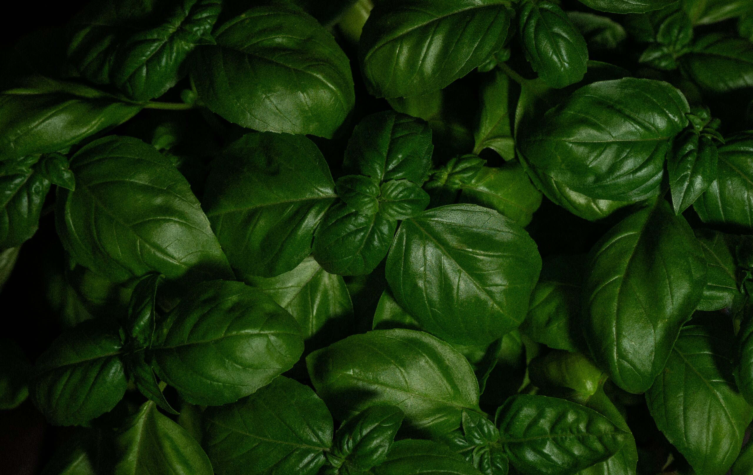 SmcPvvPJ9Rjq scaled 1 5 Tips For Growing Basil In Pots 1