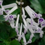 TEG9t560N1jq scaled 1 How To Grow And Care For 'Mona Lavender' Plectranthus 11