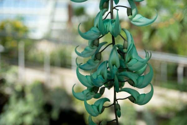 Jade vine in the Princess of Wales Conservatory